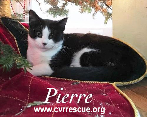 Pierre